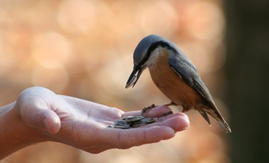 Person Feeding Bird