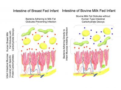 Breast Milk Research