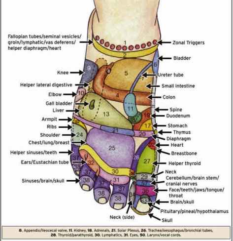 Foot Reflexology Chart top