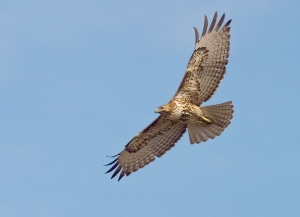 Hawk flying in sky